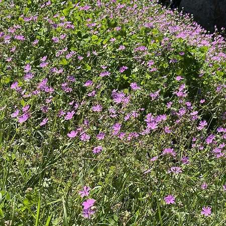 The White House Eco Alojamento de Turismo Selvagem Shkodër