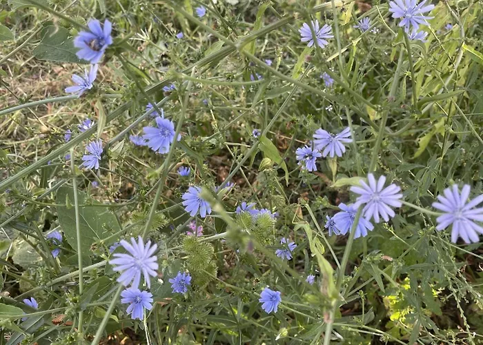 The White House Eco 山林小屋