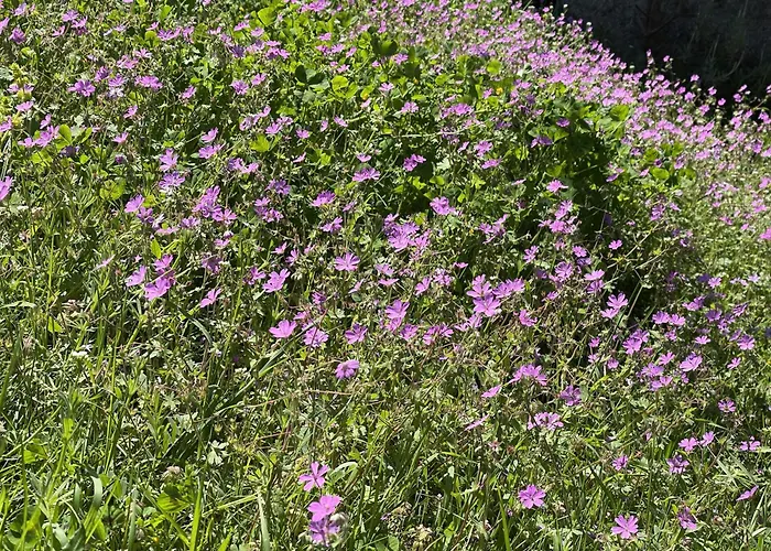 The White House Eco 山林小屋 Shkodër